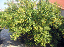 Kiatos_20060423_012